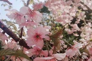 （示意圖源：互聯網） 