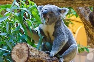 澳大利亞的考拉數量在過去3年內銳減了約30%。（圖源：VCG）