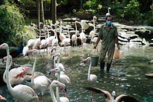 貢草禽園正竭盡全力確保動物的飲食份量和良好地照顧植物。