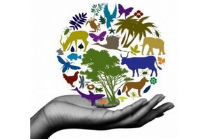 圖為生物多樣性基金宣傳海報。（圖源：互聯網）