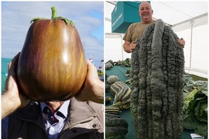 茄子（左圖）和翠玉瓜尺寸驚人。（圖源：互聯網）