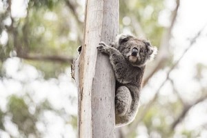 圖為 2020年12月6日，在澳大利亞維多利亞州馬拉庫塔附近，一隻考拉被放歸自然。（圖源：新華社）