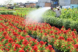 一名沙瀝市農夫在為其種植的花園澆水。（圖源：越通社）