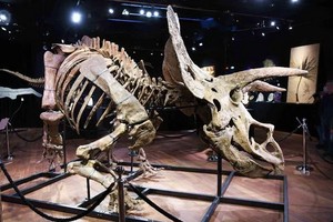 世界最大三角龍化石骨架以 665 萬歐元拍出