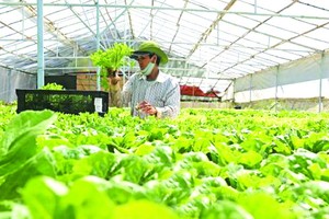 大勒蔬菜和鮮花漲價