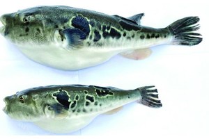 經過基因組編輯的虎河豚(上)和普通虎河豚。（圖源：互聯網）