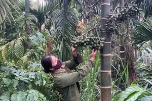 達樂省格昆縣伊宵鄉草姐家裡的檳榔園一景。（圖源：慶玄）