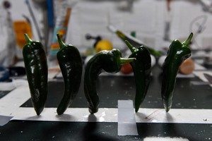 國際太空站首迎辣椒收成