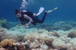 由於水溫升高，澳大利亞東岸的大堡礁珊瑚被“漂白”。（圖源：EPA）