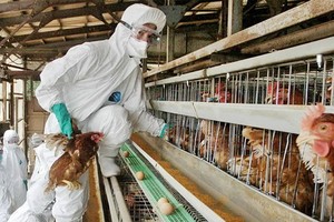 日本農林水產省13日宣佈，其南部鹿兒島縣出水市的一家養雞場出現高致病性禽流感疫情。（示意圖源：AFP） 