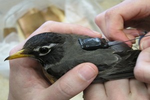 （示意圖源：互聯網） 