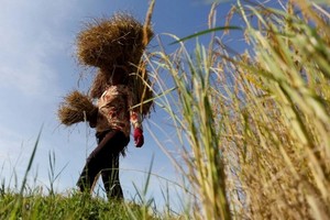 圖為柬埔寨一名農夫在首都金邊外圍稻田工作的檔案照。 （圖源：路透社）