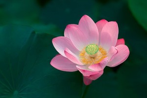 （示意圖源：互聯網） 