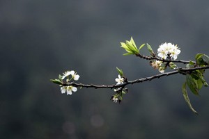 （示意圖源：互聯網） 