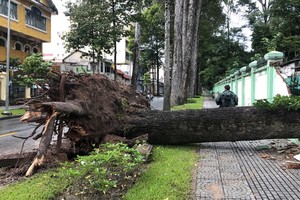 圖為10月9日，第一郡阮秉謙街旁上的一棵大樹連根拔起壓垮草禽園的一段圍墻。（圖源：周俊）