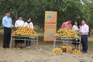 榮橙和乂安特產推介展示直播現場一景。