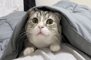 （示意圖：互聯網） 