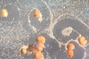 美團隊製成可自我繁殖微型生物體。（圖：WYSS INSTITUTE）