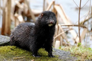 野生水貂。（示意圖：互聯網）