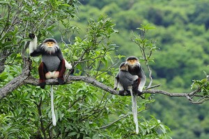 圖為廣治省野生白臀葉猴。（圖：PTL）