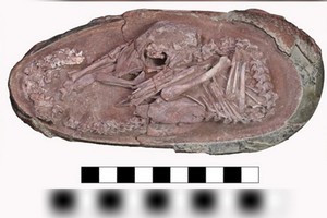 胚胎化石保存完好。