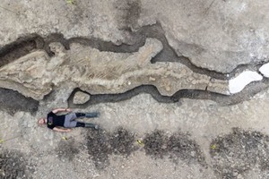 英發現 1.8 億年前魚龍化石