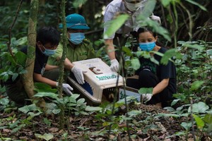 菊芳國家公園的野生動物救援小組將一隻野貓放歸野外。（圖：MQ）