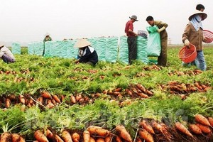 海陽省農民在收穫胡蘿蔔。（圖：越南經濟報）