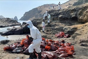 湯加火山噴發致秘魯面臨嚴重“生態災難”