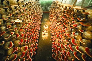 靈芝菇備受遊客的歡迎。