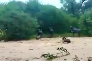 連日來，南美國家玻利維亞遭遇強降雨，導致多地受災嚴重。（圖：視頻截圖）