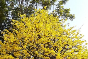 怒放的梅花。