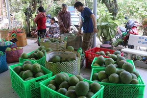 農民收穫柚子。