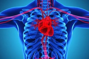 新研究揭示新冠病毒如何影響心臟