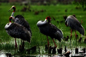 《江城子》晚秋遊同塔鳥場