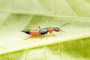 （示意圖：互聯網）