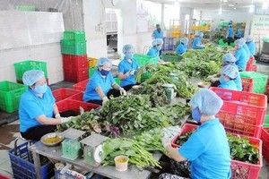 無公害蔬菜加工生產線一隅。