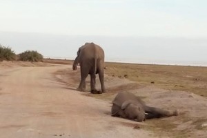 因乾旱死亡的一頭大象。（圖：互聯網）