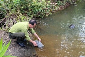 將珍稀野生動物放歸大自然。
