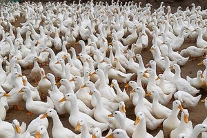 天氣演變複雜不利等因素，導致禽流感爆發的風險較高。（示意圖：苑霞）