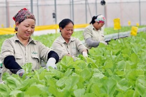 VinEco溫室園區女園夫在採收水培蔬菜。（圖：越通社）