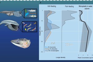 美國斯坦福大學科學家研究發現藍鯨每天攝入1000萬顆塑料。（圖：Nature Communications）