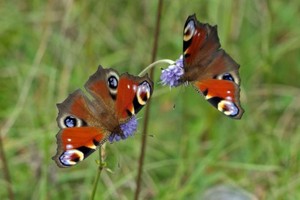 （示意圖：互聯網）