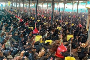 柬埔寨畜牧業增長勢頭良好，家禽生產越來越商業化。（圖：互聯網）