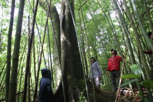 廣治省向化縣向逢鄉大自然森林一隅。