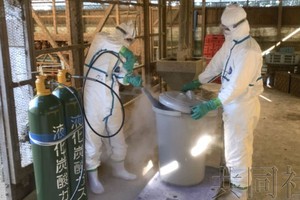 1月3日上午，千叶县政府职员在发生禽流感的旭市某养鸡场开展扑杀作业。（图：共同社）