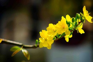 春花