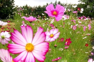 （示意图：互联网）