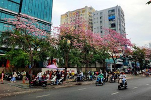 红花风铃木盛开