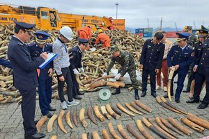 职能力量查获的走私象牙。（图：Tr. Đức）